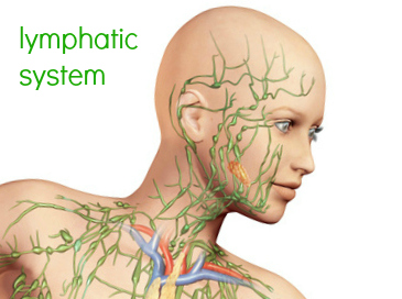 LymphaticSystemHead